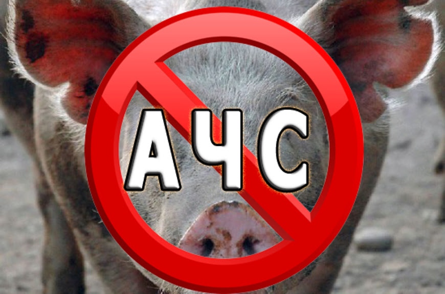 О выявлении животноводческой продукции содержащей генетический материал вируса африканской чумы свиней.