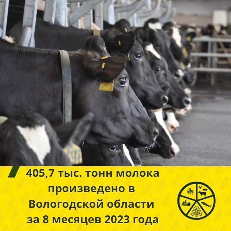 Более 400 тысяч тонн молока произведено в Вологодской области с начала года.