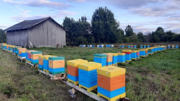 60 пчелосемей содержит житель Тотемского округа.