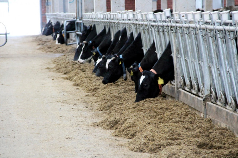 В ООО «Нива» построена животноводческая ферма на 650 голов.