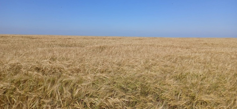 Тотемский округ лидирует по темпам уборки зерновых культур.