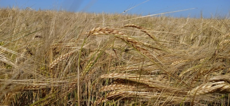 Тотемский округ лидирует по темпам уборки зерновых культур.